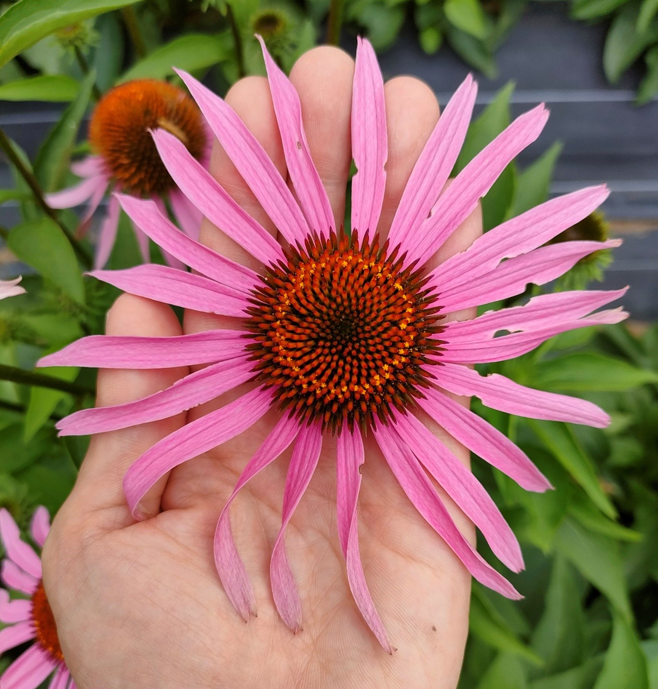 美品 エクレクティック エキナセア Echinacea 90カプセル 最高品種使用 plan-jus.com